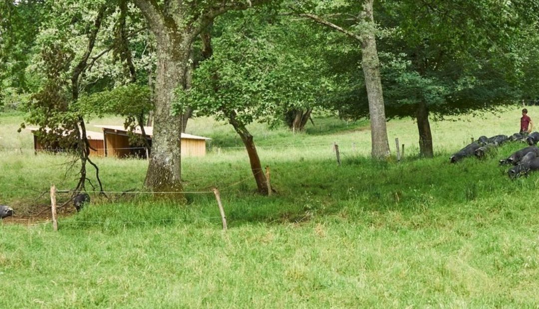 Le Saindoux : complément alimentaire du chien de sport