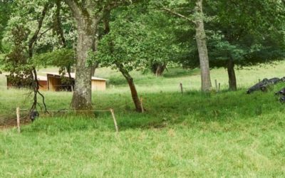 Le Saindoux : complément alimentaire du chien de sport