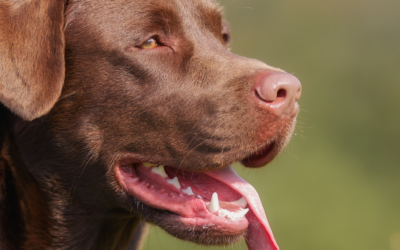 Le Labrador