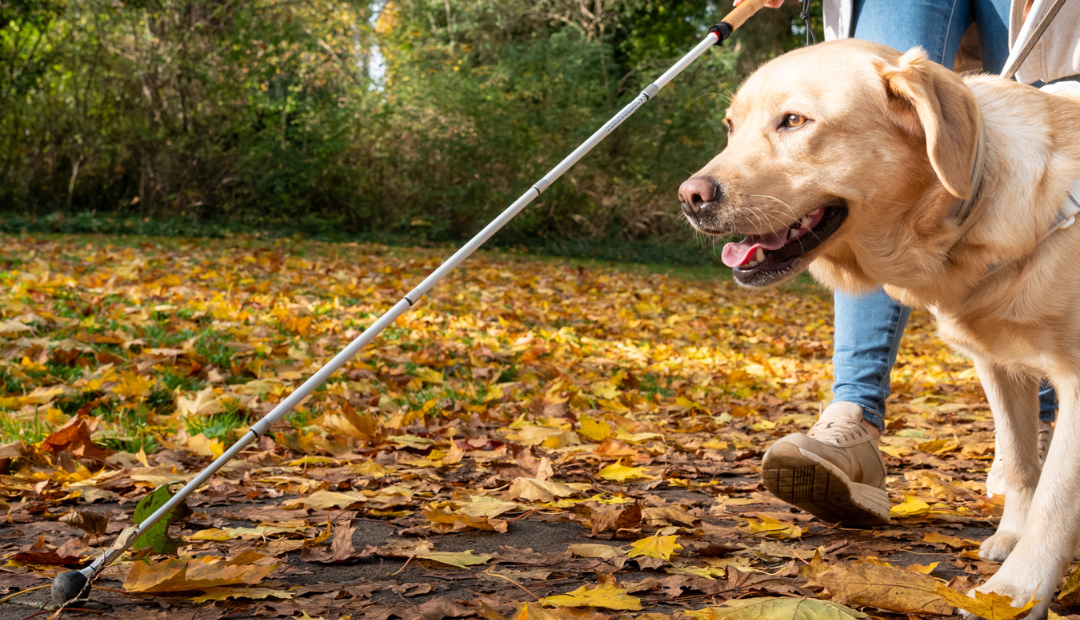 Les chiens guides