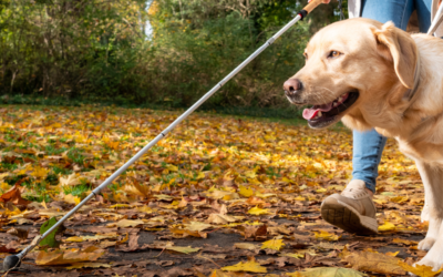 Les chiens guides