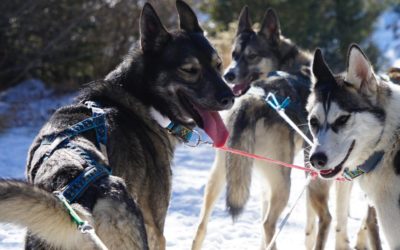 QANITTAK – Estelle et Nicolas – Leurs chiens