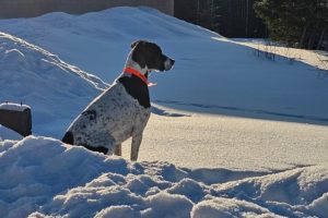 Paws In The Pow: Canicross, Kart et Traineau en Laponie Suédoise/ Discover the PAWS IN THE POW Team, a passionate canine sports team composed of Marie, Nicolas, and their 6 Scandinavian Hounds.