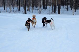 Paws in the Pow 