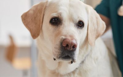 Torsion d’estomac chez le chien