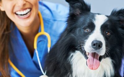 Arthrose chez le chien