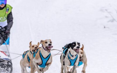Digestion du chien de sport : 5 conseils essentiels pour sa performance