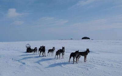 Thibaut Branquart – Excelsior Mushing : une Team de 12 Alaskan Huskies