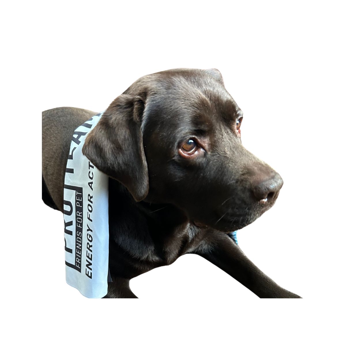 serviette en microfibre chien proteam