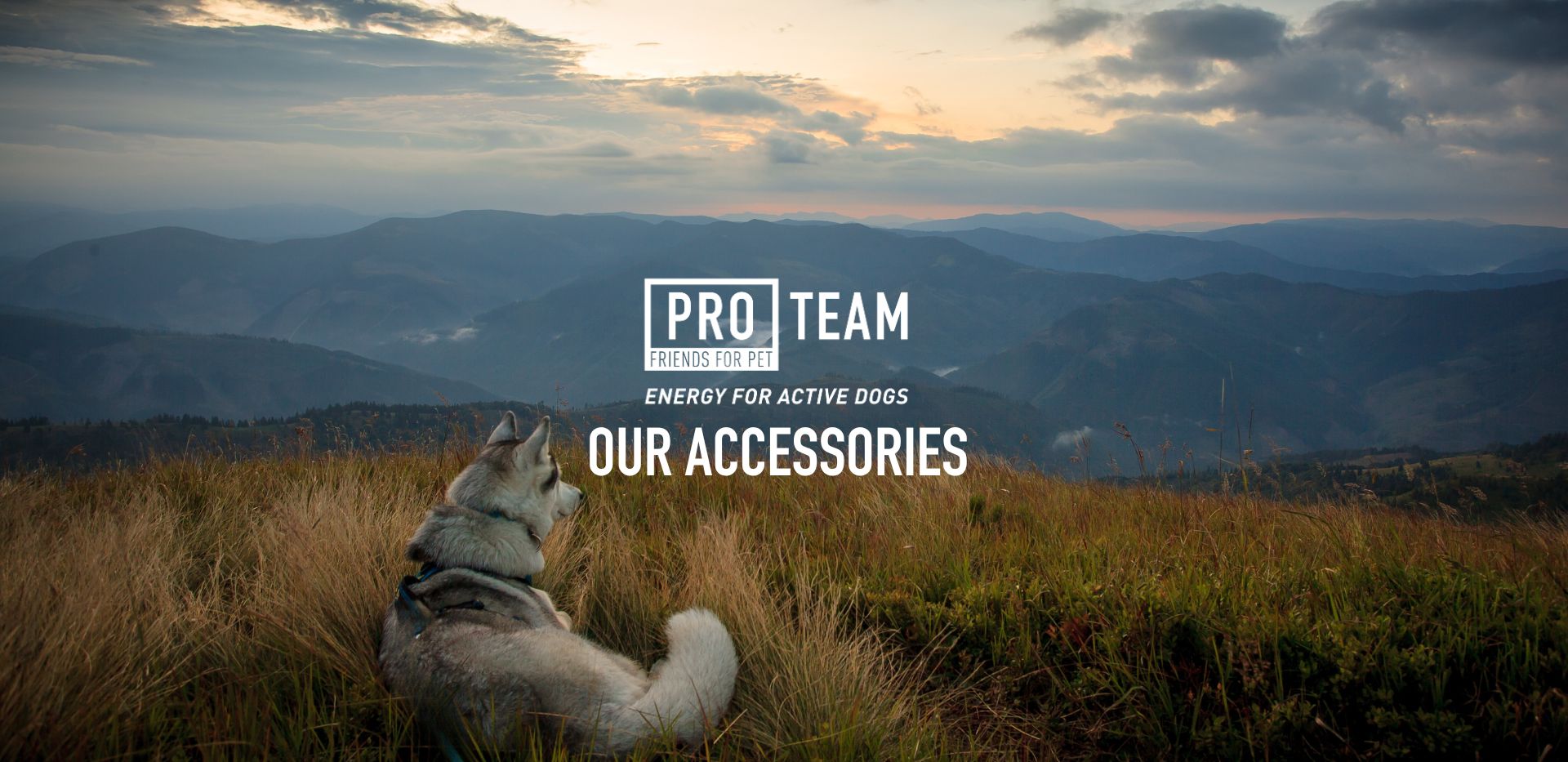 our dog accessories PRO TEAM