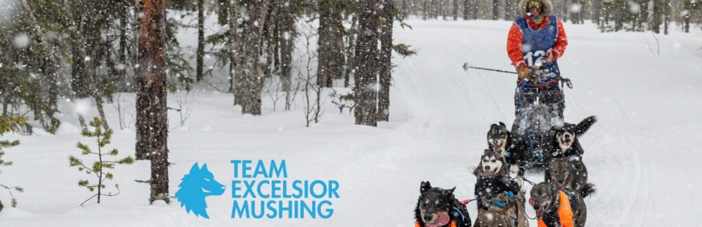 Reprise entraînement chien sportif : conseils efficaces PRO TEAM Nutrition