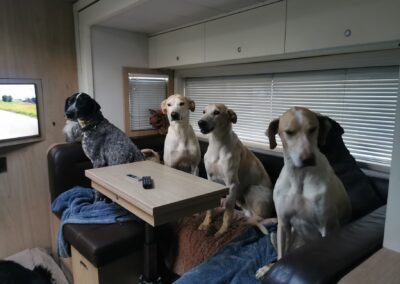 Les chiens ont vite adopté le canapé d'adélie et Rémy dans le camion