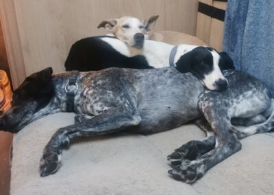 La vie dans le camion : place au repos pour les chiens