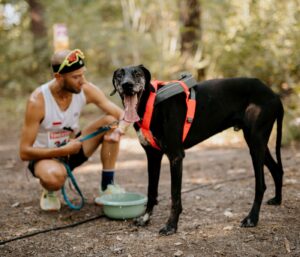 Comment bien hydrater un chien sportif pendant les fortes chaleurs ? 1 Hydratation du chien de sport