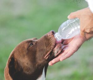 Comment bien hydrater un chien sportif pendant les fortes chaleurs ? 2 Hydratation du chien de sport