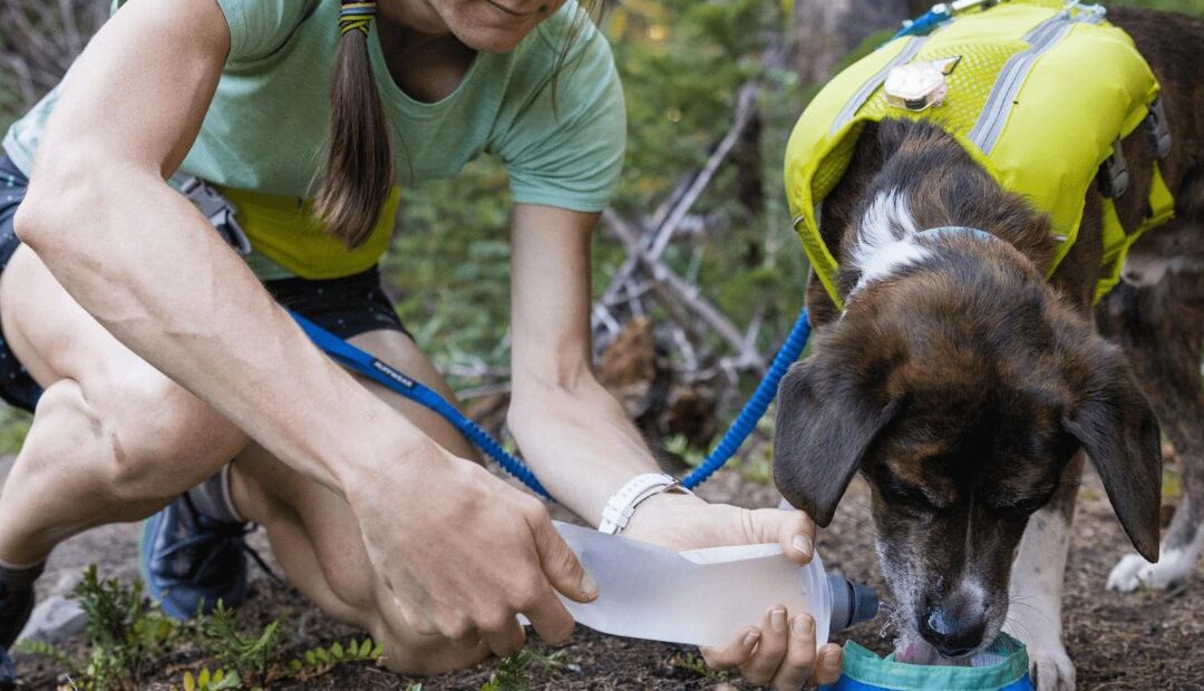 Comment bien hydrater un chien sportif pendant les fortes chaleurs ?