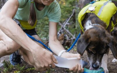 Comment bien hydrater un chien sportif pendant les fortes chaleurs ?