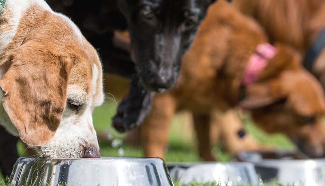 Comment préparer l’alimentation de son chien avant la reprise des entraînements ?