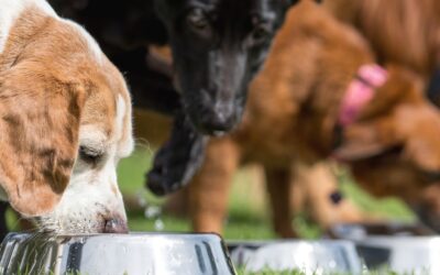 Comment préparer l’alimentation de son chien avant la reprise des entraînements ?