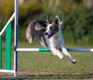 alimentation chien sportif reprise entraînement