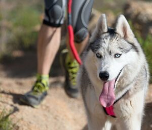 Comment préparer l’alimentation de son chien avant la reprise des entraînements ? 2 Alimentation du chien sportif avant la reprise des entraînements