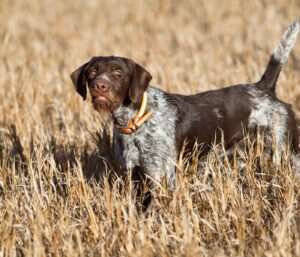 Alimentation du chien sportif avant la reprise des entraînements