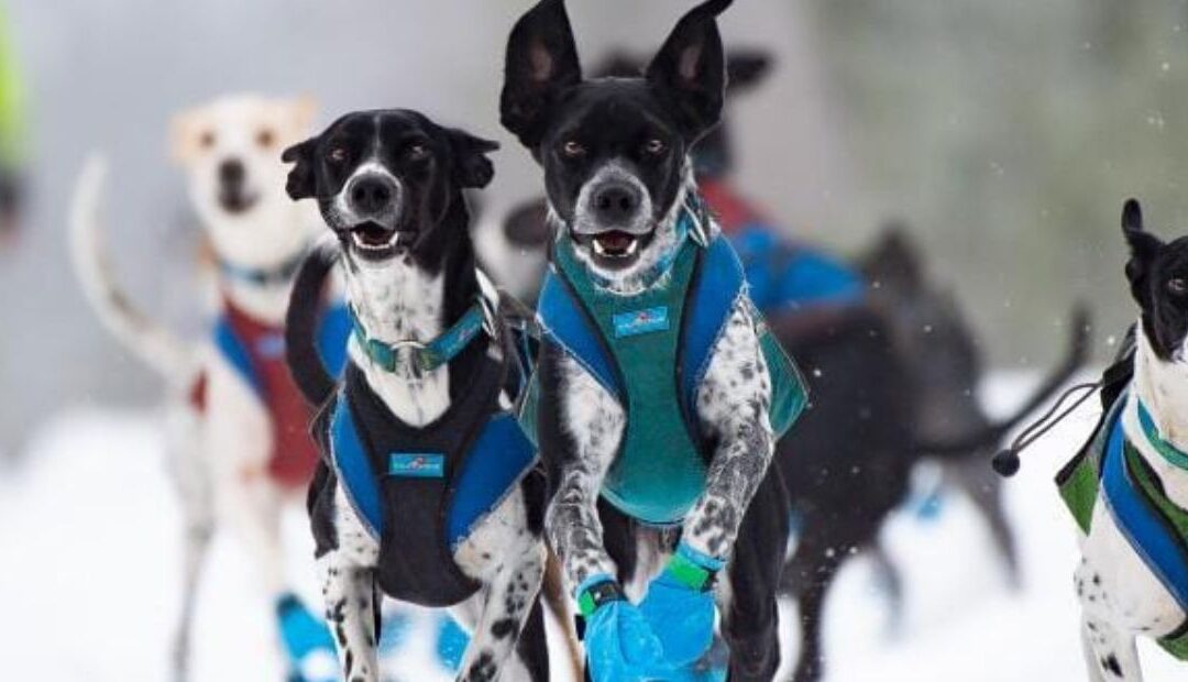 4 500 km avec 25 chiens : Aurélie et Rémy Coste sur l’Alaska Highway