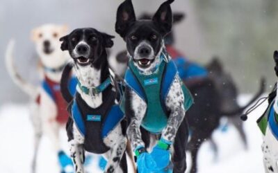 4 500 km avec 25 chiens : Aurélie et Rémy Coste sur l’Alaska Highway