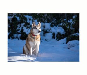Chiens de traîneau : quelles races, quelles aptitudes, quels besoins ? 6 alaskan husky