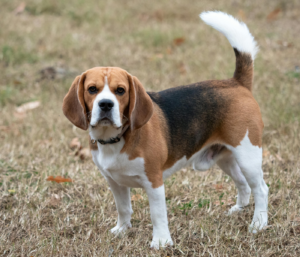 BEAGLE