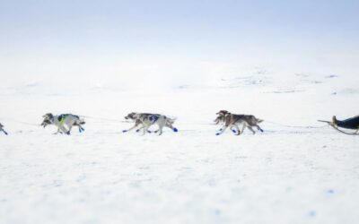 Chiens de traîneau : quelles races, quelles aptitudes, quels besoins ?