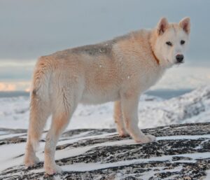 chien de groenland