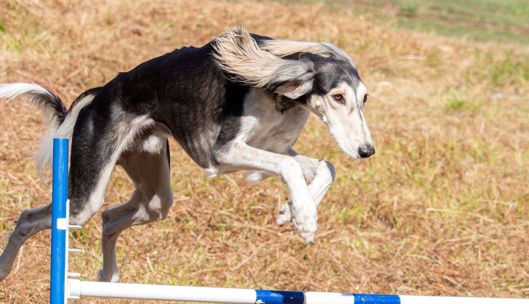 Chien sportif qui maigrit : pourquoi et comment adapter son alimentation ?