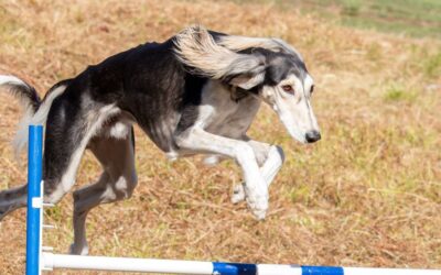 Chien sportif qui maigrit : pourquoi et comment adapter son alimentation ?