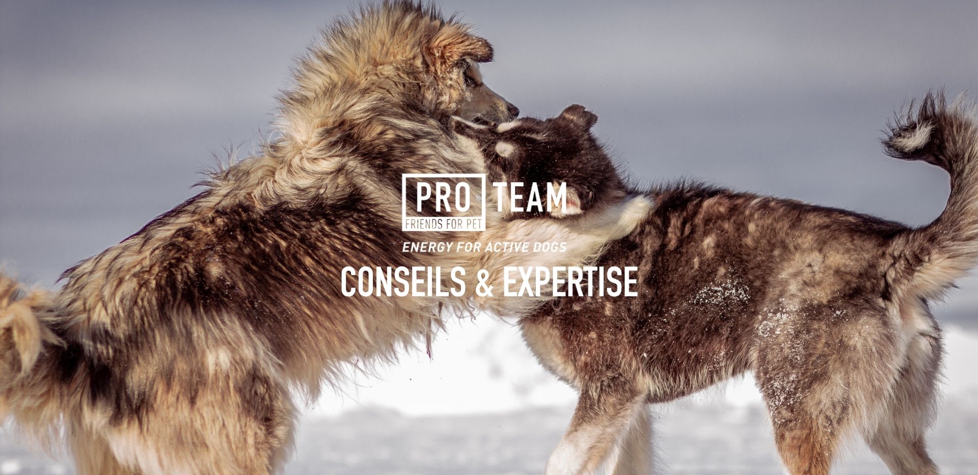 Retrouvez nos conseils et expertise