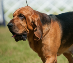 Chien de Saint Hubert