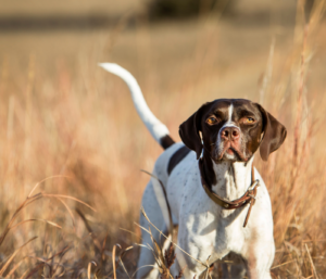 Chien de chasse