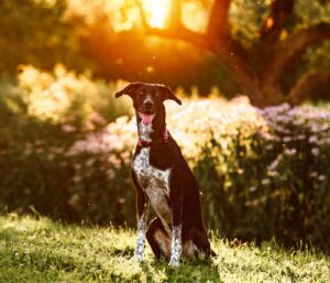 Eurohound