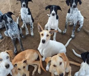 Reprendre l'entraînement avec son chien sportif : construire une préparation progressive et adaptée 1 Entraînement Coste Racedog