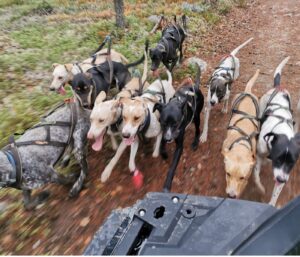 Reprendre l'entraînement avec son chien sportif : construire une préparation progressive et adaptée 5 Entrainement Coste Racedog