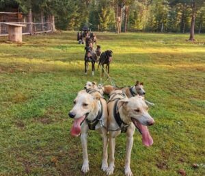 Reprendre l'entraînement avec son chien sportif : construire une préparation progressive et adaptée 8 Entrainement Coste Racedog 6
