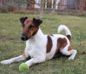 Alimentation du chien de chasse : comment le nourrir pendant toute la saison ? 5 Fox Terrier