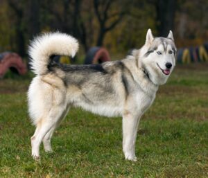 Chiens de traîneau : quelles races, quelles aptitudes, quels besoins ? 1 Husky de siberie