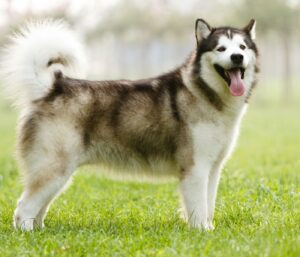 Chiens de traîneau : quelles races, quelles aptitudes, quels besoins ? 2 MALAMUTE D'ALASKA