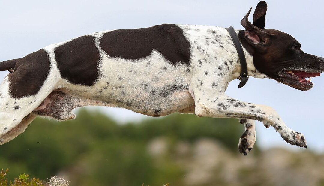 Alimentation du chien de chasse : comment le nourrir pendant toute la saison ?