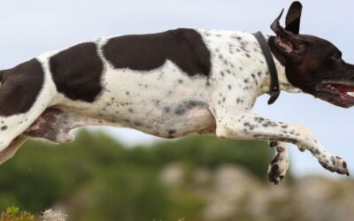 Alimentation du chien de chasse : comment le nourrir pendant toute la saison ?