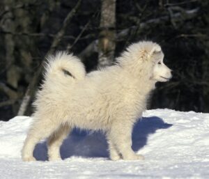 Chiens de traîneau : quelles races, quelles aptitudes, quels besoins ? 3 Samoyède