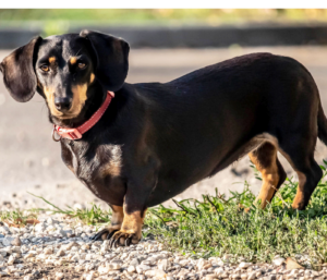 Alimentation du chien de chasse : comment le nourrir pendant toute la saison ? 6 Teckel