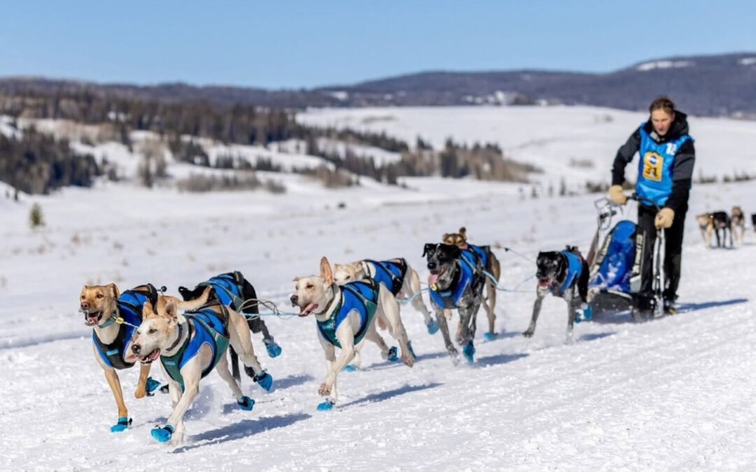 Reprendre l&rsquo;entraînement avec son chien sportif : construire une préparation progressive et adaptée