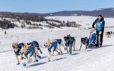 Reprendre l&rsquo;entraînement avec son chien sportif : construire une préparation progressive et adaptée